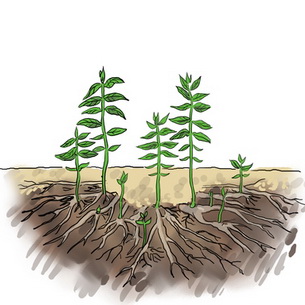 Карликовый сад: особенности деревьев и их выращивание