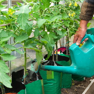 Выращивание и уход за помидорами в теплице и открытом грунте