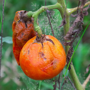 Выращивание и уход за помидорами в теплице и открытом грунте