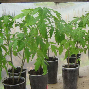 Выращивание рассады томатов и как самим получить семена
