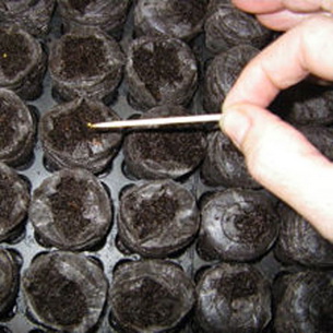 Выращивание рассады томатов и как самим получить семена