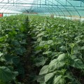 Технология выращивания огурцов в теплице: секреты агротехники