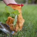 Химические меры борьбы с сорняками, болезнями и вредителями в саду
