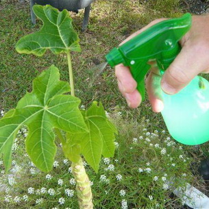 Химические меры борьбы с сорняками, болезнями и вредителями в саду
