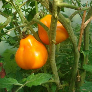 Лучшие сорта помидоров для теплиц и открытого грунта
