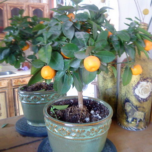 Домашний грейпфрут: сорта, как выращивать