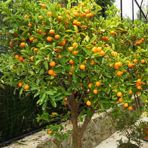 Домашний грейпфрут: сорта, как выращивать