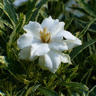 Гардения (Gardenia): уход за комнатным растением