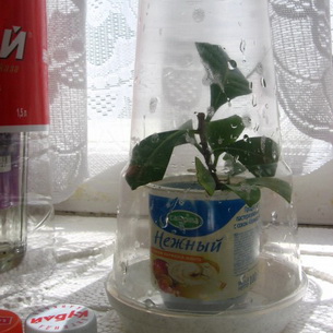 Гардения (Gardenia): уход за комнатным растением