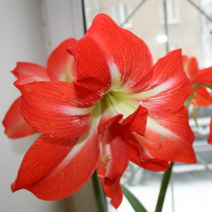 Цветок гиппеаструм (hippeastrum): выращивание в домашних условиях