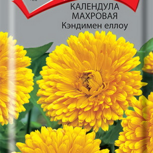Календула (Calendula): выращивание цветов, сорта