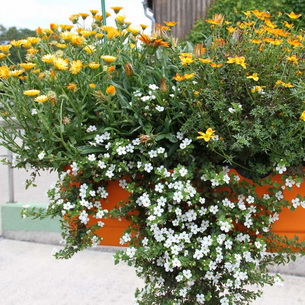 Календула (Calendula): выращивание цветов, сорта