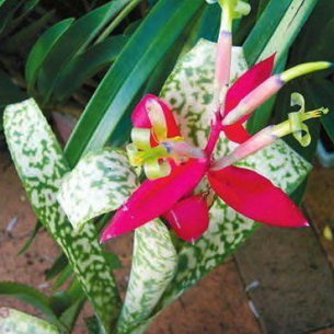 Бильбергия (Billbergia): цветок в домашних условиях
