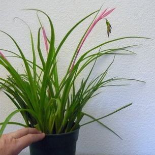 Бильбергия (Billbergia): цветок в домашних условиях
