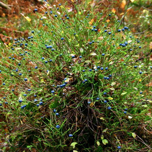 Черника (Vaccinium myrtillus) на садовом участке