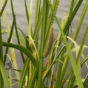 Аир (Acorus calamus) болотный и обыкновенный