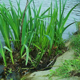 Аир (Acorus calamus) болотный и обыкновенный