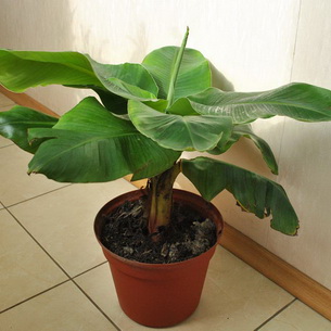 Банан: травянистое растение
