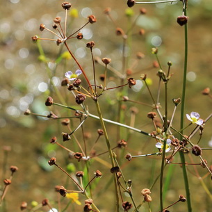 Частуха (Alisma Plantago) – растение для водоемов