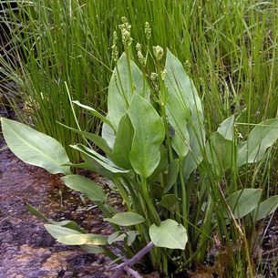 Частуха (Alisma Plantago) – растение для водоемов
