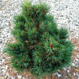 Кедр (cedrus): хвойное растение