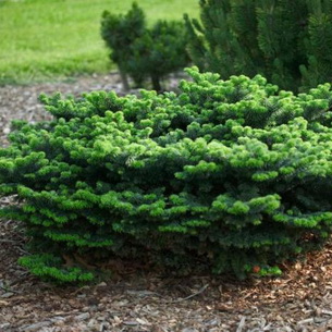 Кедр (cedrus): хвойное растение