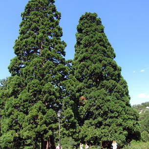 Секвойя (sequoia) гигантская вечнозеленая