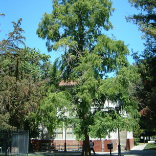 Секвойя (sequoia) гигантская вечнозеленая