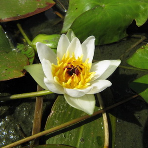 Кувшинка (Nymphaea) – водное растение