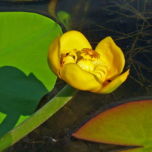 Кувшинка (Nymphaea) – водное растение