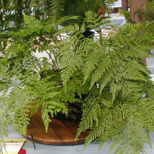 Даваллия (Davallia): комнатные растения