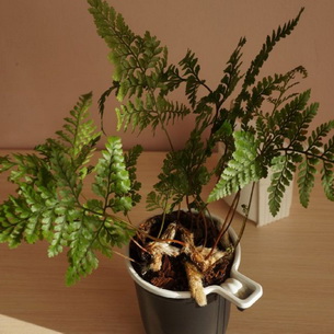 Даваллия (Davallia): комнатные растения