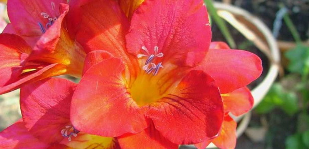 Фрезия – садовый цветок