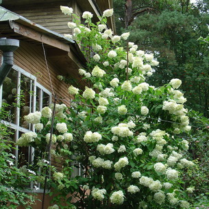 Гортензия (Hydrangea): выращивание в саду и дома