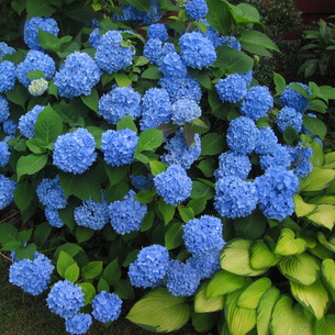 Гортензия (Hydrangea): выращивание в саду и дома