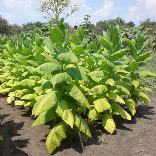 Табак растение фото декоративный