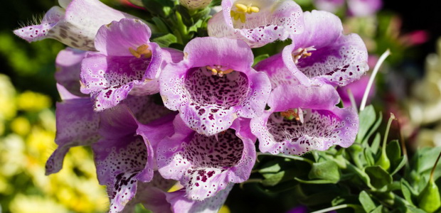 Наперстянка – цветок с лечебными свойствами