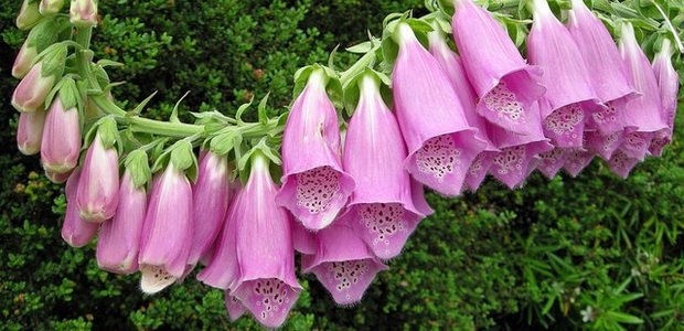 Наперстянка – цветок с лечебными свойствами