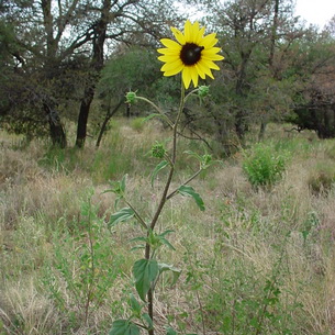 Цветок подсолнечник (Helianthus annus): описание и выращивание