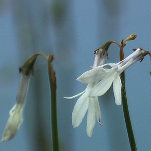 Лобелия (lobelia) – садовый цветок: описание и секреты выращивания