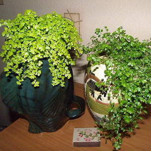 Растение солейролия или гелскина