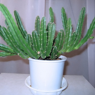 Стапелия (stapelia) – комнатное растение