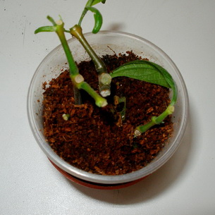 Пахистахис (Рakhistakhis) – комнатное растение