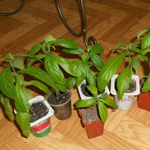 Пахистахис (Рakhistakhis) – комнатное растение