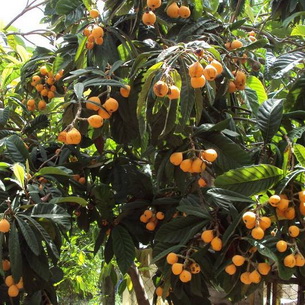 Мушмула фрукт что это- выращивание в домашних условиях, польза и вред, где растет