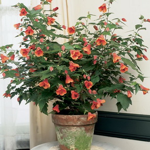 Абутилон (Abutilo) – комнатное растение