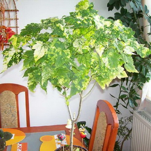 Растения с большими листьями комнатные в горшках купить в Екатеринбурге