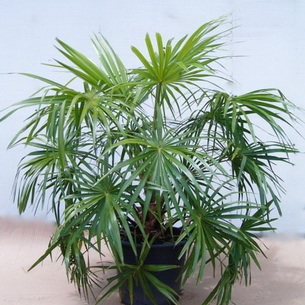 Ливистона (Livistona): как выращивать комнатное растение