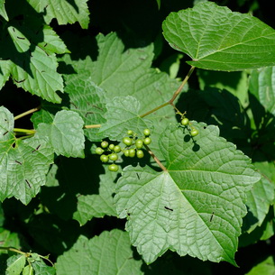 Виноградовник: описание видов и выращивание