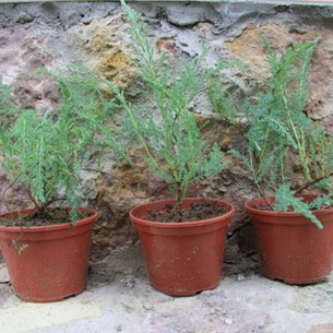 Тамарикс (гребенщик): виды кустарника и выращивание